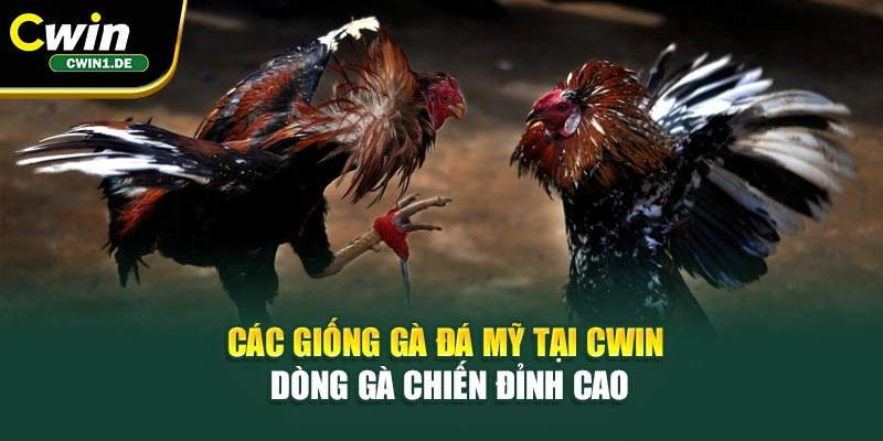 Các Giống Gà Đá Mỹ Tại Cwin – Dòng Gà Chiến Đỉnh Cao