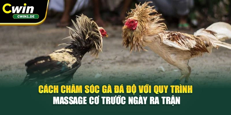 Cách chăm sóc gà đá độ với Quy trình massage cơ trước s ngày ra trận