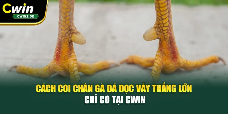 Cách Coi Chân Gà Đá – Đọc Vảy Thắng Lớn Chỉ Có Tại Cwin