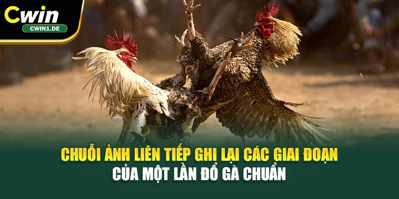 Chuỗi ảnh liên tiếp ghi lại các giai đoạn của một lần đổ gà chuẩn