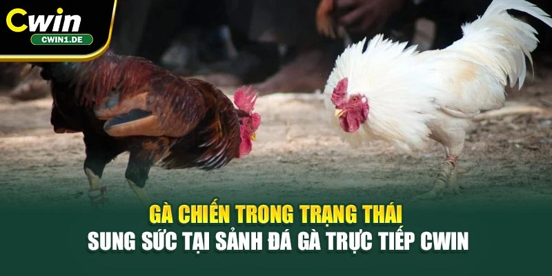 Gà chiến trong trạng thái sung sức tại sảnh đá gà trực tiếp Cwin
