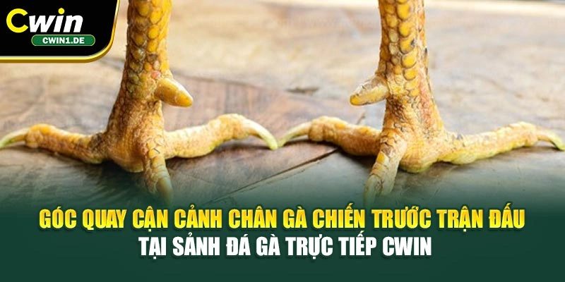 Góc quay cận cảnh chân gà chiến trước trận đấu tại sảnh đá gà trực tiếp Cwin