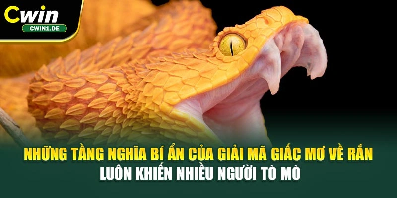 Những tầng nghĩa bí ẩn của giải mã giấc mơ về rắn luôn khiến nhiều người tò mò