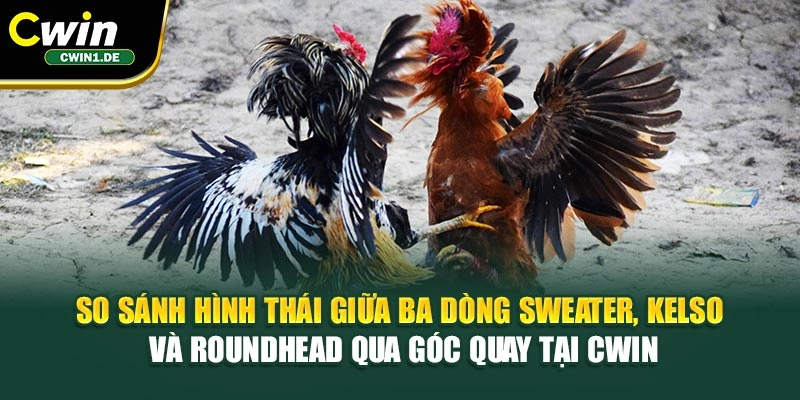 So sánh hình thái giữa ba dòng Sweater, Kelso và Roundhead qua góc quay tại Cwin