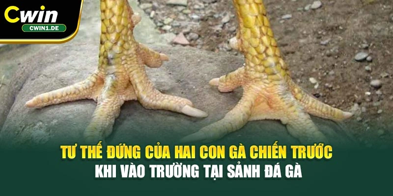 Tư thế đứng của hai con gà chiến trước khi vào trường tại sảnh đá gà